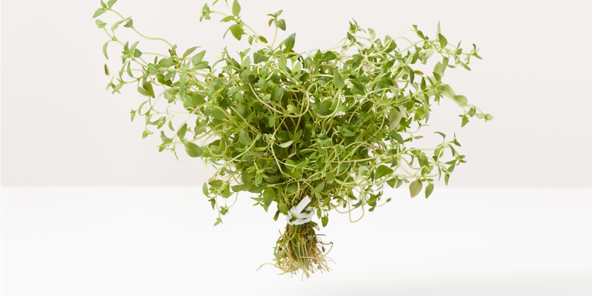 Thyme