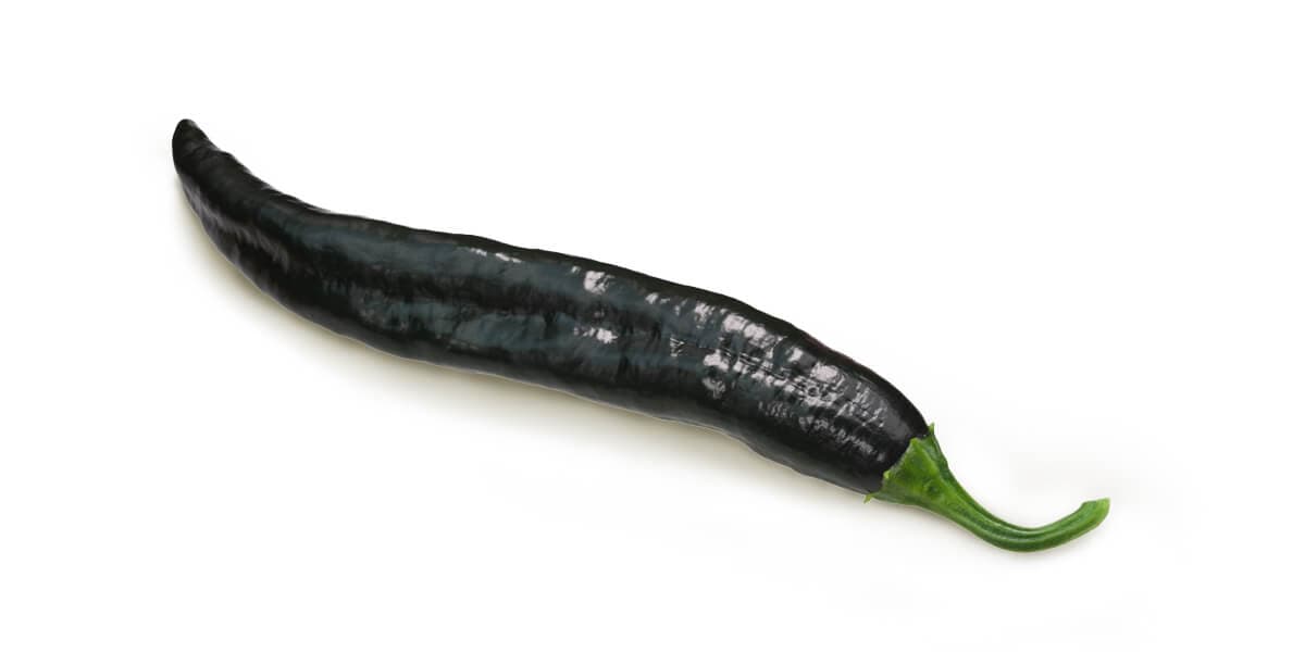 Pasilla Pepper