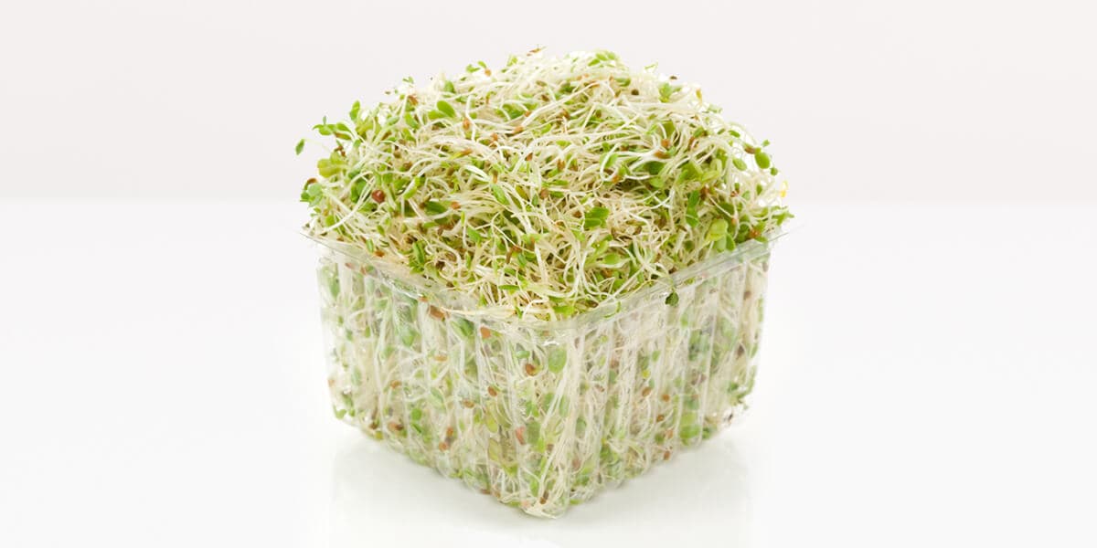 Alfalfa Sprouts